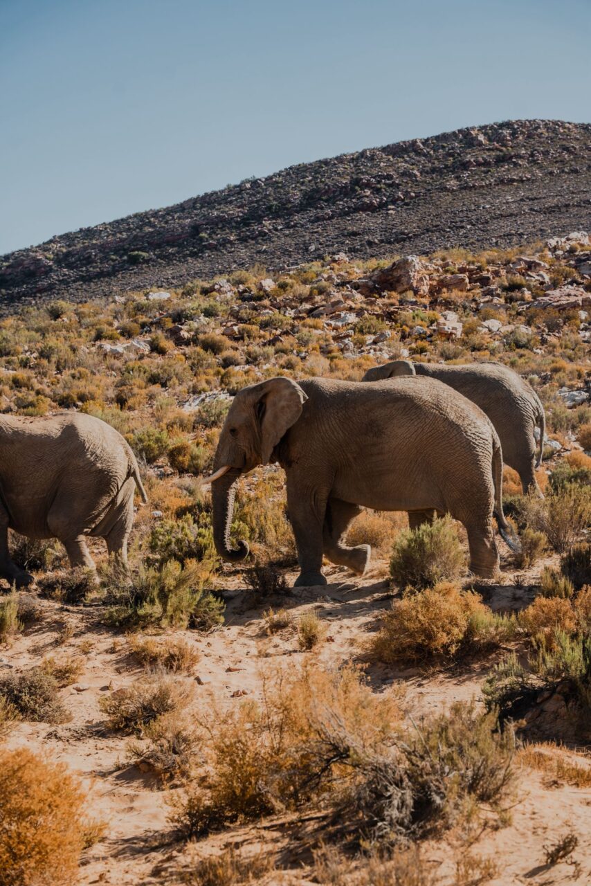 Cape Town Konaklama Rehberi